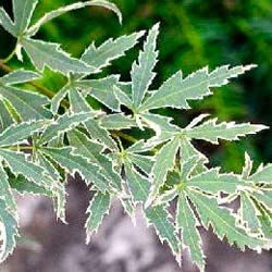 acer palmatum butterfly